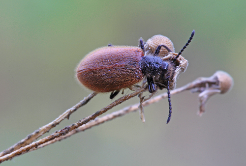Laghria hirta